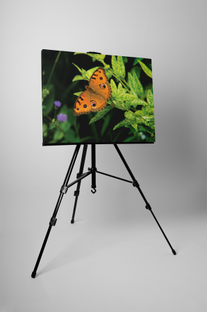 Tablou canvas : Orange butterfly [2]