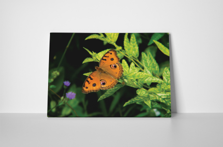 Tablou canvas : Orange butterfly [1]
