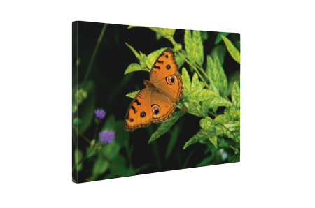 Tablou canvas : Orange butterfly [4]