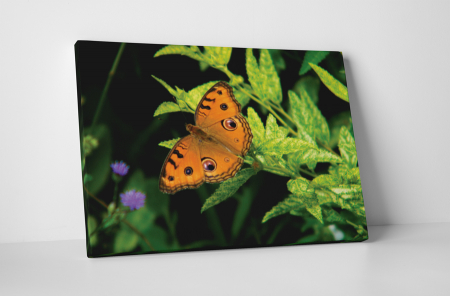 Animale - Tablou canvas : Orange butterfly