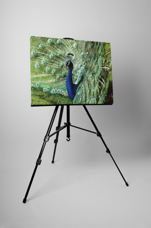 Tablou canvas : O frumusete de paun [2]