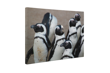 Tablou canvas : Grup de pinguini [4]