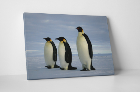 Animale - Tablou canvas : Trei pinguini