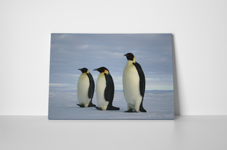 Tablou canvas : Trei pinguini [1]