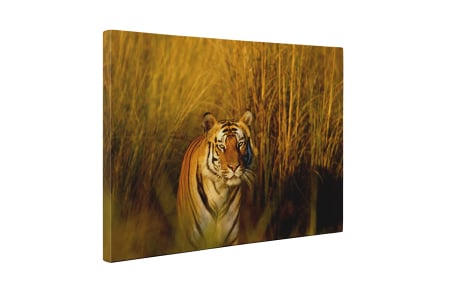 Tablou canvas : Tigrul periculos [4]