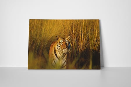 Tablou canvas : Tigrul periculos [1]