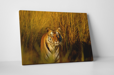 Animale - Tablou canvas : Tigrul periculos