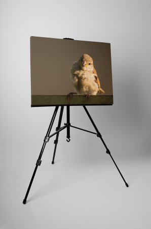 Tablou canvas : Pasarea [2]