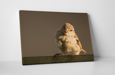 Animale - Tablou canvas : Pasarea