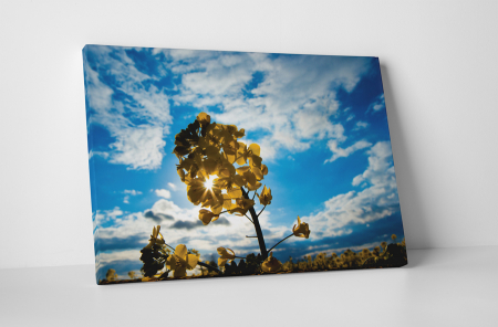 Tablouri Canvas - Tablou canvas : Rapita