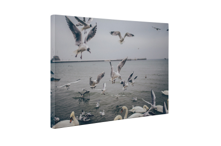 Tablou canvas : Pescarusi [4]