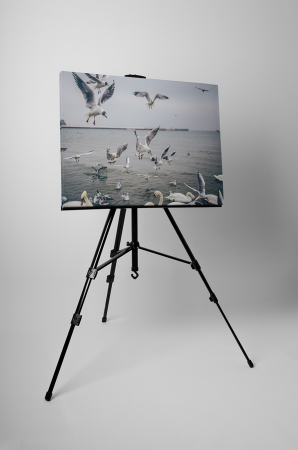 Tablou canvas : Pescarusi [2]