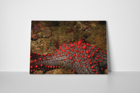 Tablou canvas : Stea de mare rosie [1]
