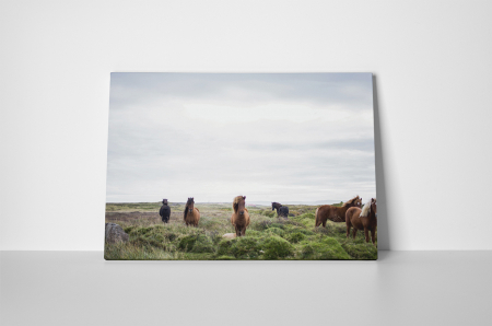 Tablou canvas : Armasari pe camp [1]