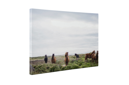 Tablou canvas : Armasari pe camp [4]