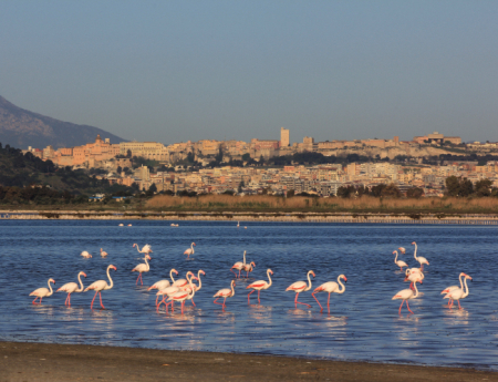 Tablou canvas : Familie de flamingo [3]