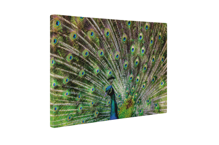 Tablou canvas : Paun [4]