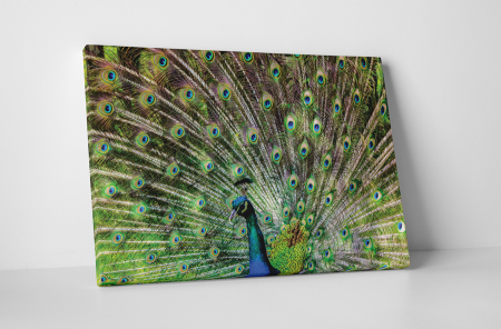 Animale - Tablou canvas : Paun