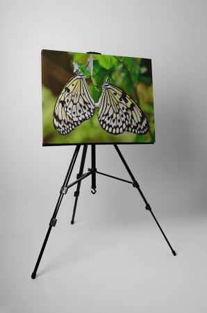 Tablou canvas : Fluturi indragostite [2]