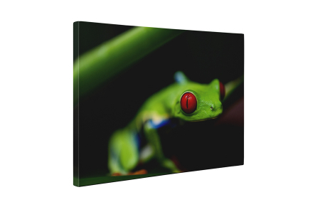 Tablou canvas : Broasca [4]