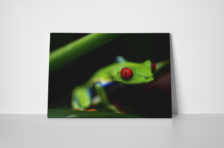 Tablou canvas : Broasca [1]