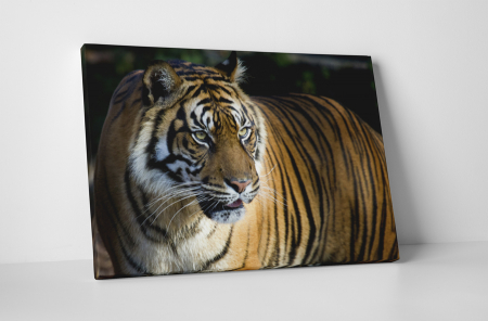 Animale - Tablou canvas : Tigru