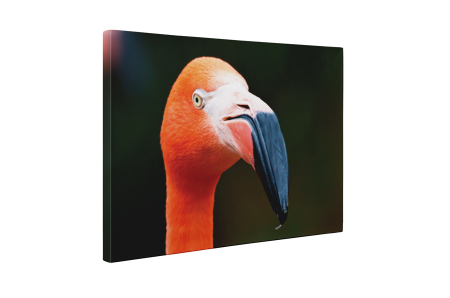 Tablou canvas : Portretul unui flamingo [4]