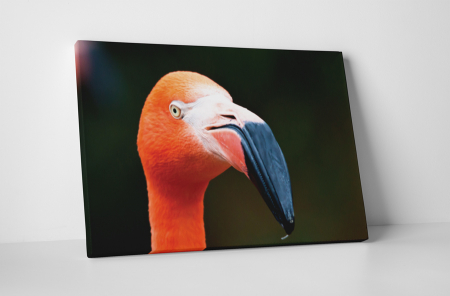 Animale - Tablou canvas : Portretul unui flamingo