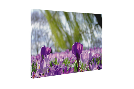 Tablou canvas : Floare de sofran [4]