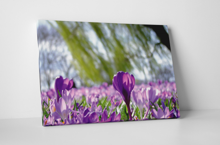 Tablouri Canvas - Tablou canvas : Floare de sofran
