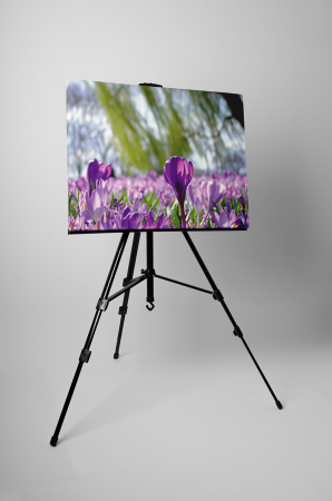 Tablou canvas : Floare de sofran [2]