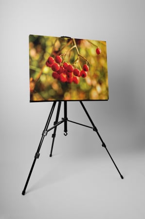 Tablou canvas : Cotoneaster berry [2]