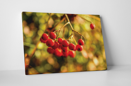 Natură - Tablou canvas : Cotoneaster berry