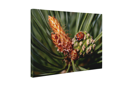 Tablou canvas : Buburuza micuta [4]