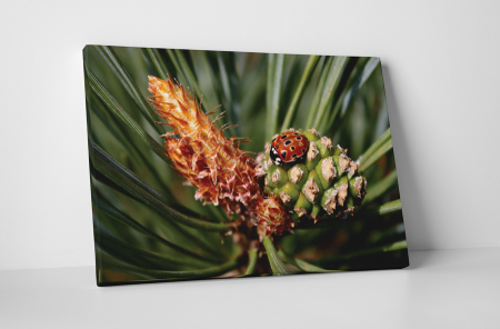 Animale - Tablou canvas : Buburuza micuta