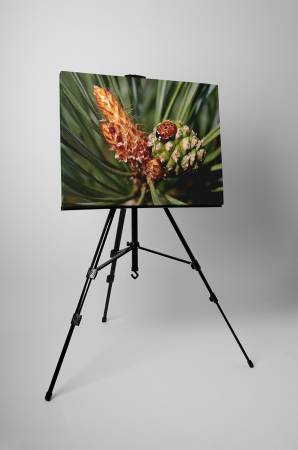 Tablou canvas : Buburuza micuta [2]