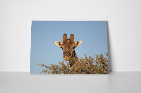 Tablou canvas : Girafa printre copaci [1]