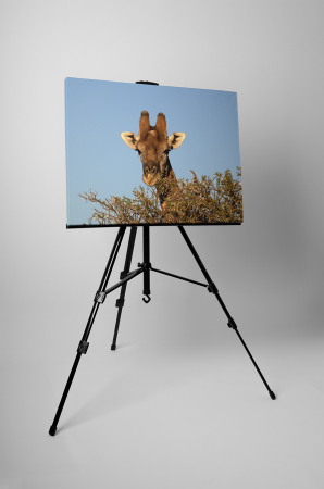 Tablou canvas : Girafa printre copaci [2]