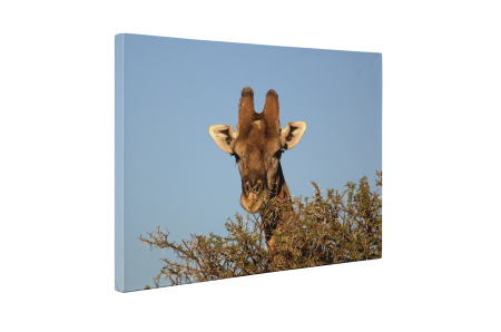 Tablou canvas : Girafa printre copaci [4]