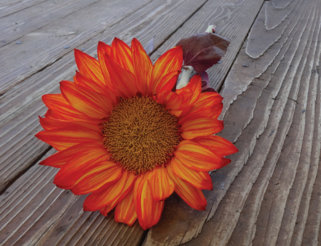 Tablou canvas : O gerbera [3]