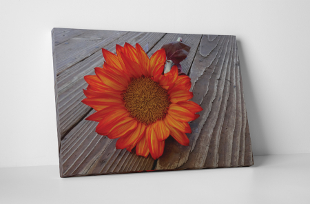 Tablouri Canvas - Tablou canvas : O gerbera