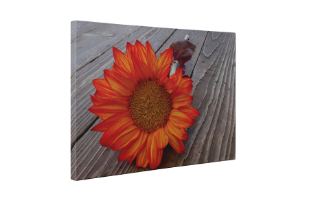 Tablou canvas : O gerbera [4]