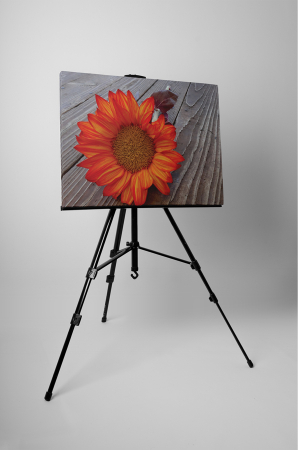 Tablou canvas : O gerbera [2]