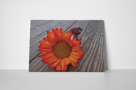 Tablou canvas : O gerbera [1]