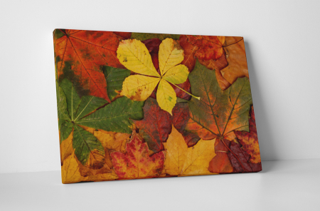 Natură - Tablou canvas : A venit toamna