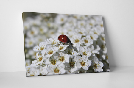 Tablouri Canvas - Tablou canvas : Buburuza pe floricele