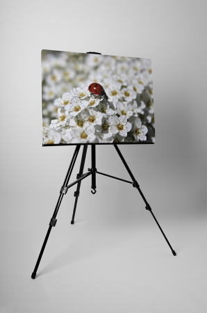 Tablou canvas : Buburuza pe floricele [2]