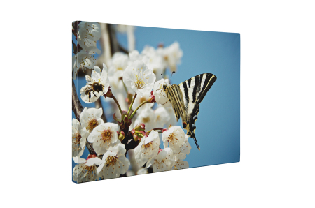 Tablou canvas : Fluturele pe piersic [4]