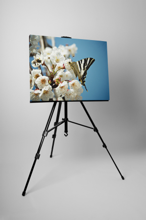 Tablou canvas : Fluturele pe piersic [2]