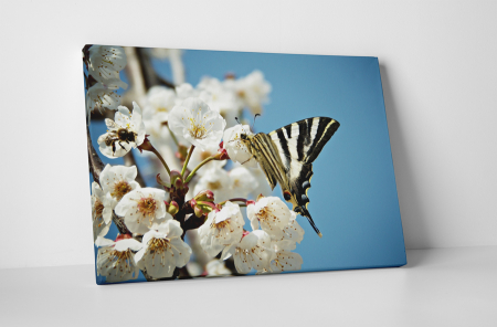 Animale - Tablou canvas : Fluturele pe piersic